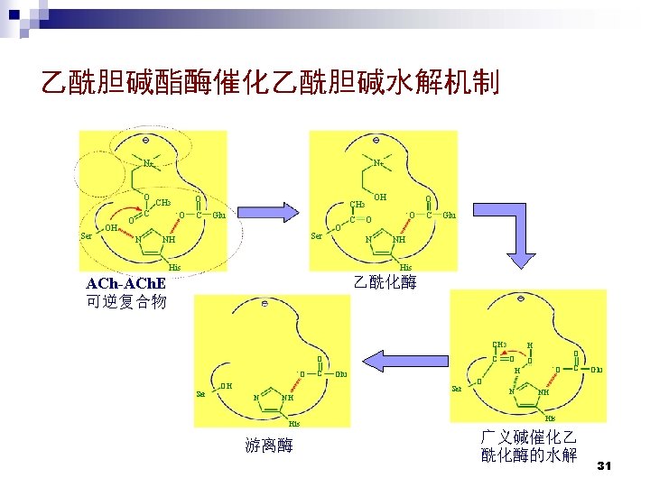 乙酰胆碱酯酶催化乙酰胆碱水解机制 N+ O Ser OH N+ C O N O CH 3 - O