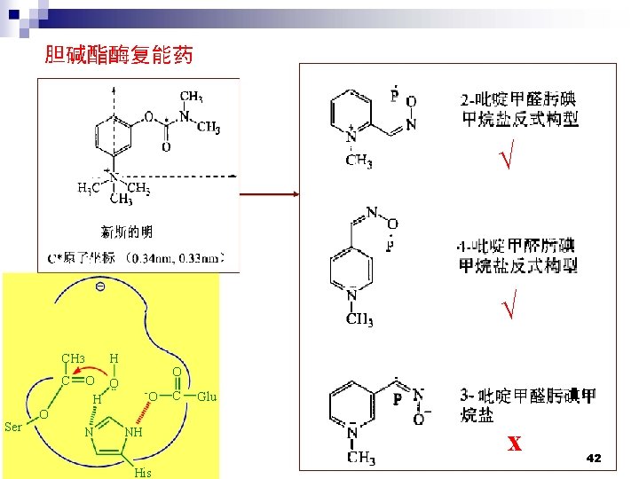 胆碱酯酶复能药 √ √ CH 3 C Ser H O O O H - O