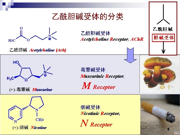 乙酰胆碱受体的分类 O H 3 C N O 乙酰胆碱受体 Acetylcholine Receptor, ACh. R 乙酰胆碱 Acetylcholine