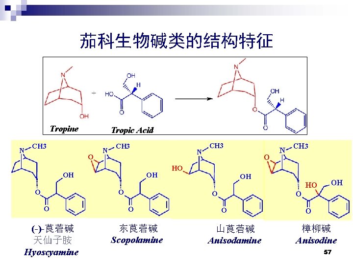 茄科生物碱类的结构特征 Tropine N Tropic Acid CH 3 O N CH 3 OH O N