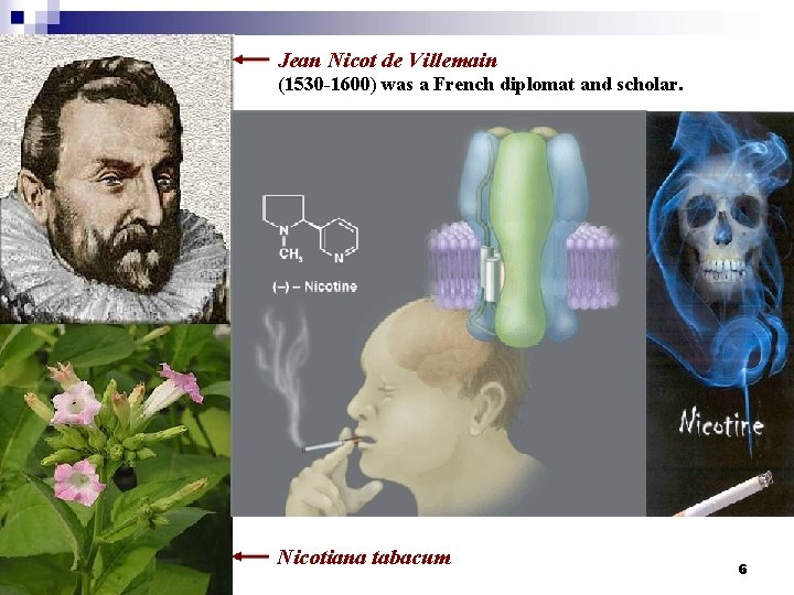 Jean Nicot de Villemain (1530 -1600) was a French diplomat and scholar. Nicotiana tabacum