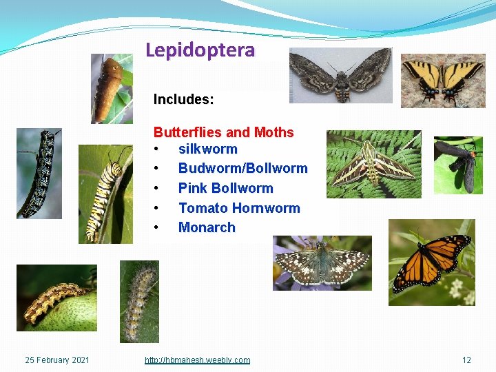 Lepidoptera Includes: Butterflies and Moths • silkworm • Budworm/Bollworm • Pink Bollworm • Tomato