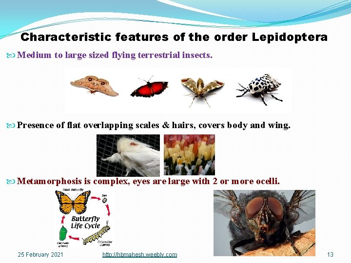 Characteristic features of the order Lepidoptera Medium to large sized flying terrestrial insects. Presence