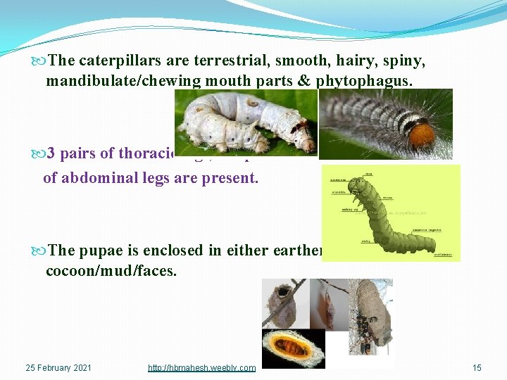  The caterpillars are terrestrial, smooth, hairy, spiny, mandibulate/chewing mouth parts & phytophagus. 3