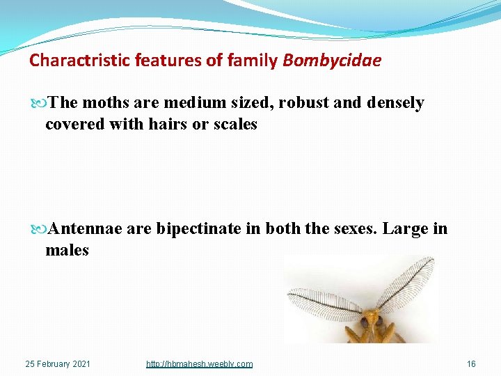 Charactristic features of family Bombycidae The moths are medium sized, robust and densely covered