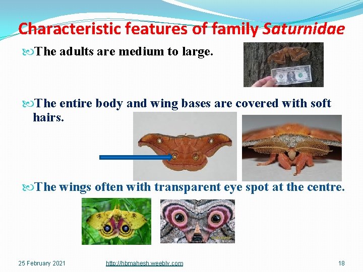 Characteristic features of family Saturnidae The adults are medium to large. The entire body