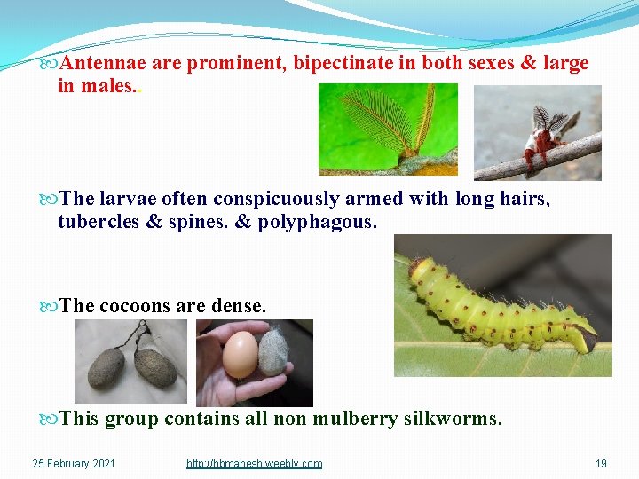  Antennae are prominent, bipectinate in both sexes & large in males. . The