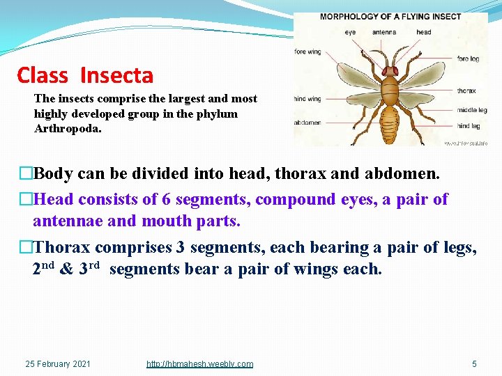 Class Insecta The insects comprise the largest and most highly developed group in the