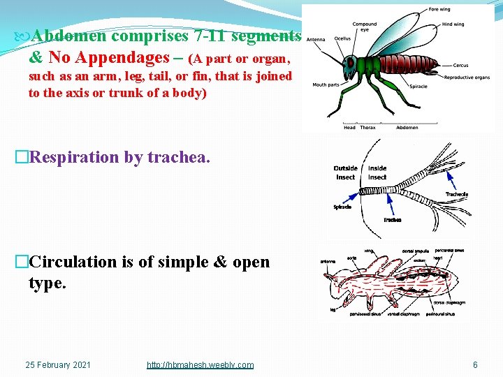  Abdomen comprises 7 -11 segments & No Appendages – (A part or organ,