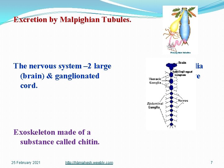 Excretion by Malpighian Tubules. The nervous system – 2 large ganglia (brain) & ganglionated