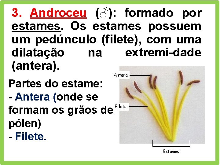 3. Androceu (♂): formado por estames. Os estames possuem um pedúnculo (filete), com uma