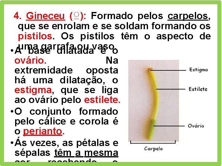 4. Gineceu (♀): Formado pelos carpelos, que se enrolam e se soldam formando os