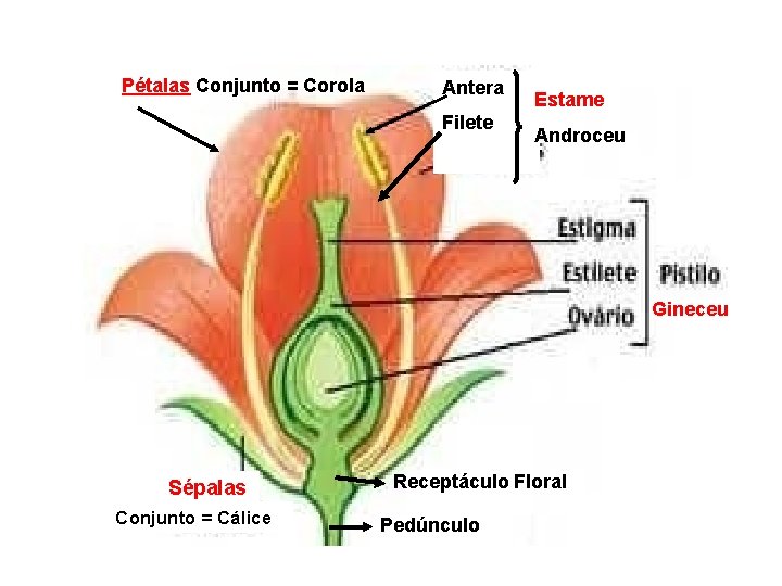 Pétalas Conjunto = Corola Antera Filete Estame Androceu Gineceu Sépalas : Conjunto = Cálice