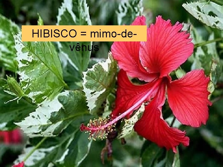 HIBISCO = mimo-devênus 