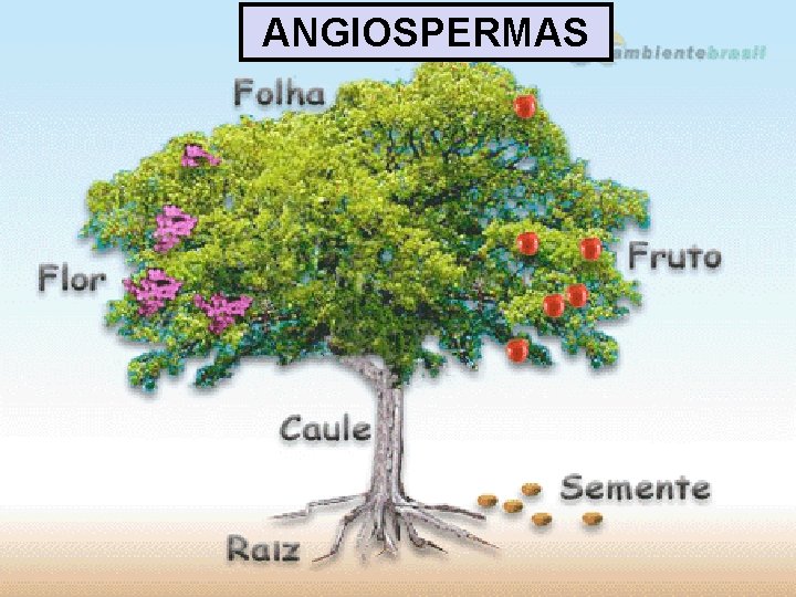 ANGIOSPERMAS 