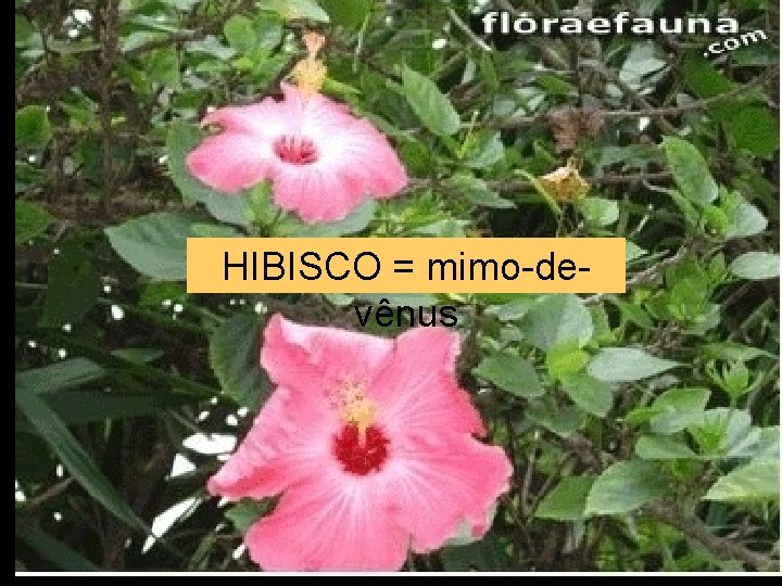 HIBISCO = mimo-devênus 