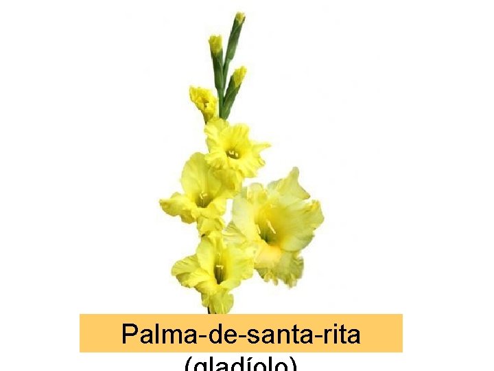 Palma-de-santa-rita 