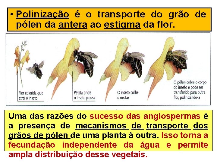  • Polinização é o transporte do grão de pólen da antera ao estigma