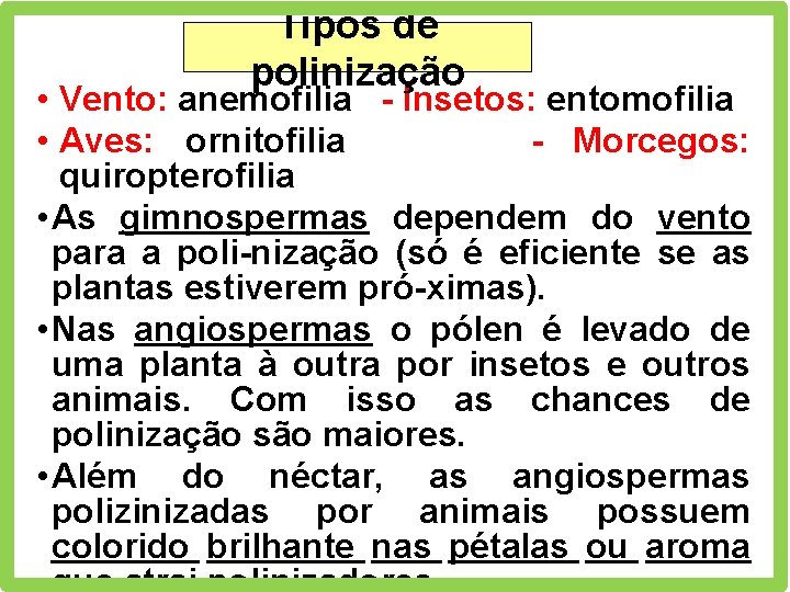 Tipos de polinização • Vento: anemofilia - Insetos: entomofilia • Aves: ornitofilia - Morcegos: