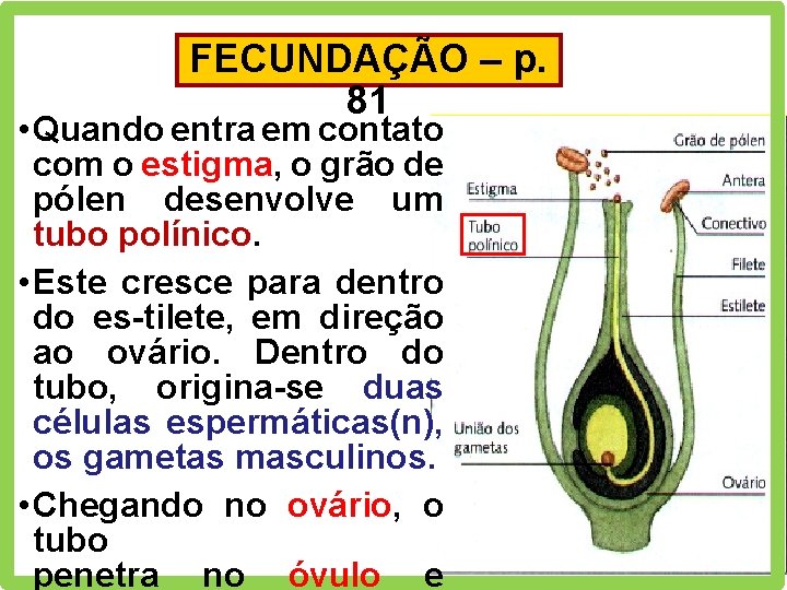 FECUNDAÇÃO – p. 81 • Quando entra em contato com o estigma, o grão