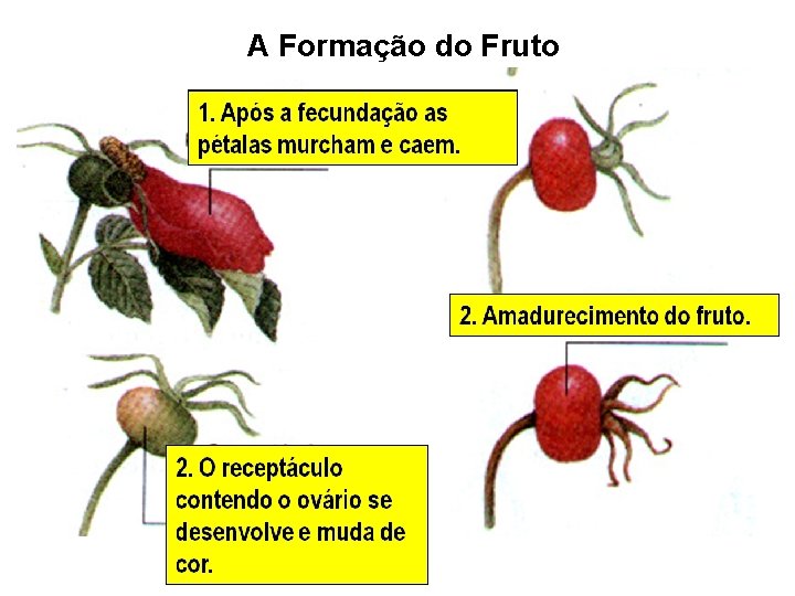 A Formação do Fruto 