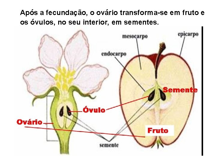 Após a fecundação, o ovário transforma-se em fruto e os óvulos, no seu interior,