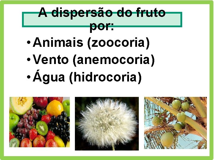 A dispersão do fruto por: • Animais (zoocoria) • Vento (anemocoria) • Água (hidrocoria)