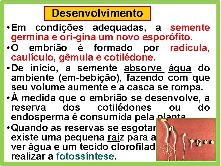 Desenvolvimento • Em condições adequadas, a semente germina e ori-gina um novo esporófito. •