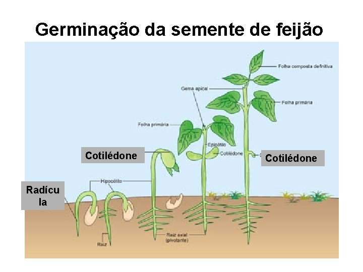 Germinação da semente de feijão Cotilédone Radícu la Cotilédone 