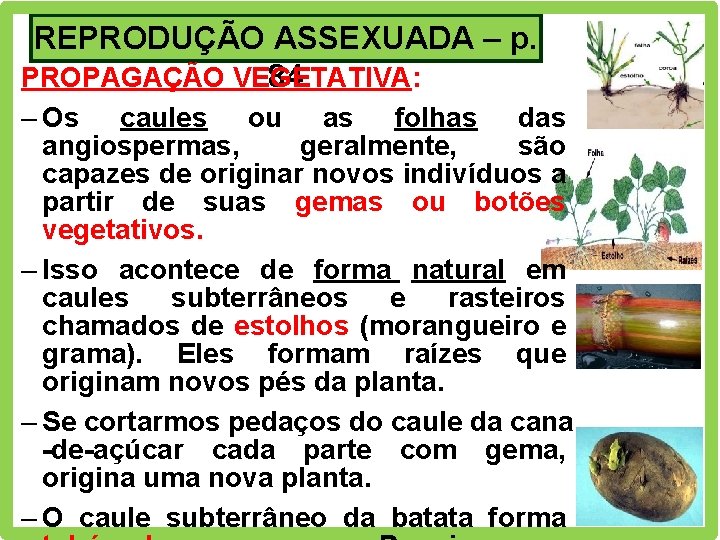 REPRODUÇÃO ASSEXUADA – p. PROPAGAÇÃO VEGETATIVA: 84 – Os caules ou as folhas das