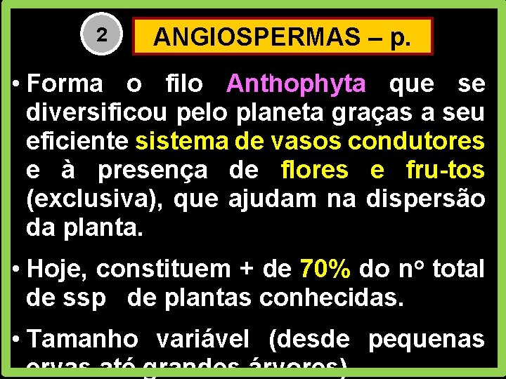 ANGIOSPERMAS – p. 78 • Forma o filo Anthophyta que se diversificou pelo planeta