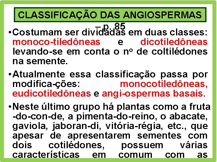 CLASSIFICAÇÃO DAS ANGIOSPERMAS – p. 85 • Costumam ser dividadas em duas classes: monoco-tiledôneas