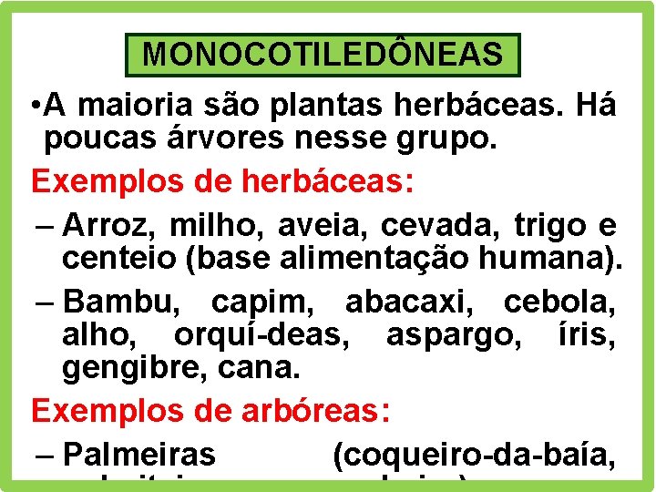 MONOCOTILEDÔNEAS • A maioria são plantas herbáceas. Há poucas árvores nesse grupo. Exemplos de