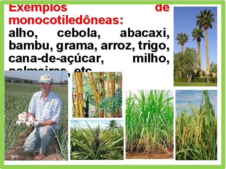 Exemplos de monocotiledôneas: alho, cebola, abacaxi, bambu, grama, arroz, trigo, cana-de-açúcar, milho, palmeiras, etc.