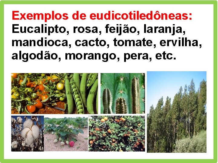 Exemplos de eudicotiledôneas: Eucalipto, rosa, feijão, laranja, mandioca, cacto, tomate, ervilha, algodão, morango, pera,