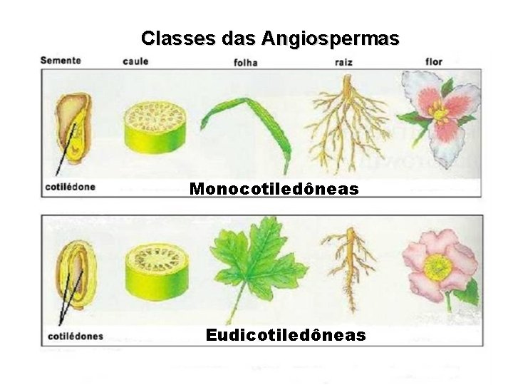 Classes das Angiospermas Monocotiledôneas Eudicotiledôneas 