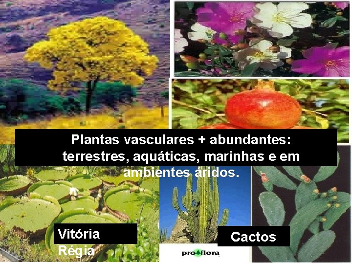 Plantas vasculares + abundantes: terrestres, aquáticas, marinhas e em ambientes áridos. Vitória Régia Cactos