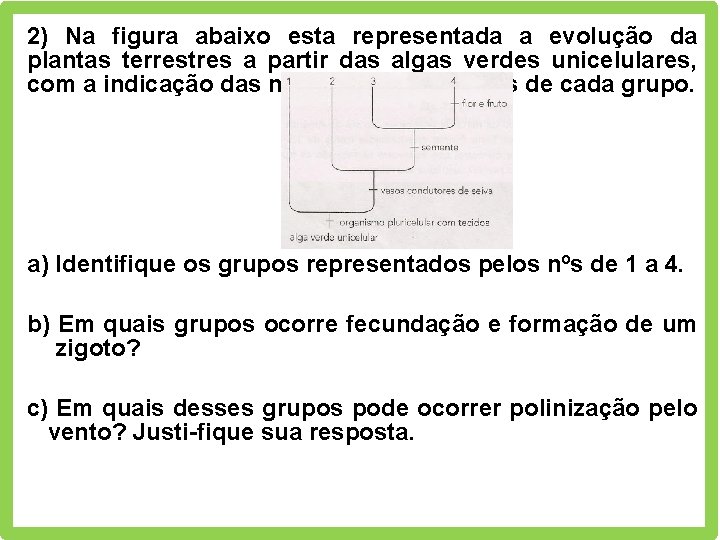 2) Na figura abaixo esta representada a evolução da plantas terrestres a partir das