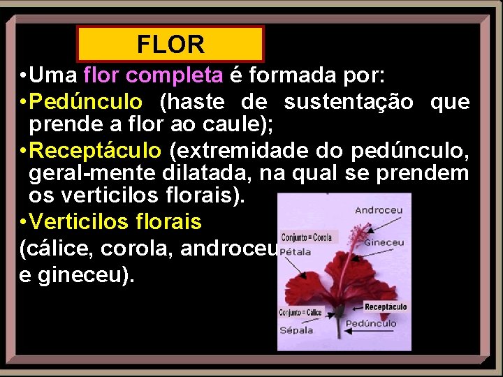 FLOR • Uma flor completa é formada por: • Pedúnculo (haste de sustentação que