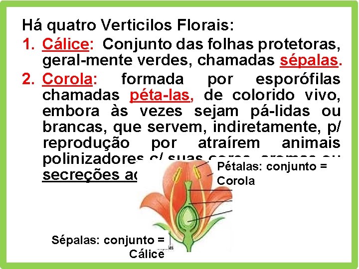 Há quatro Verticilos Florais: 1. Cálice: Conjunto das folhas protetoras, geral-mente verdes, chamadas sépalas.