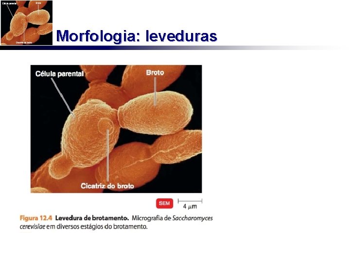 Morfologia: leveduras 