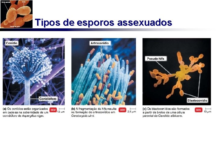 Tipos de esporos assexuados 