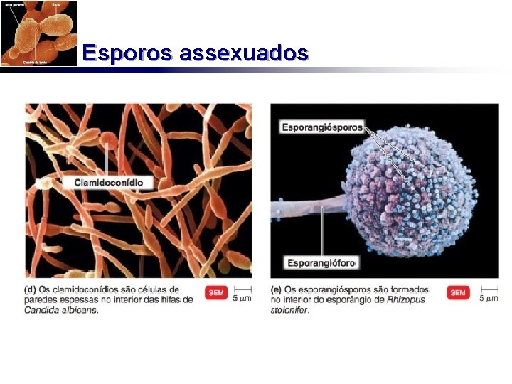 Esporos assexuados 