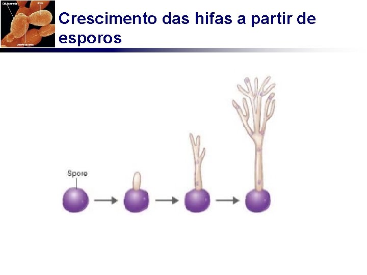 Crescimento das hifas a partir de esporos 