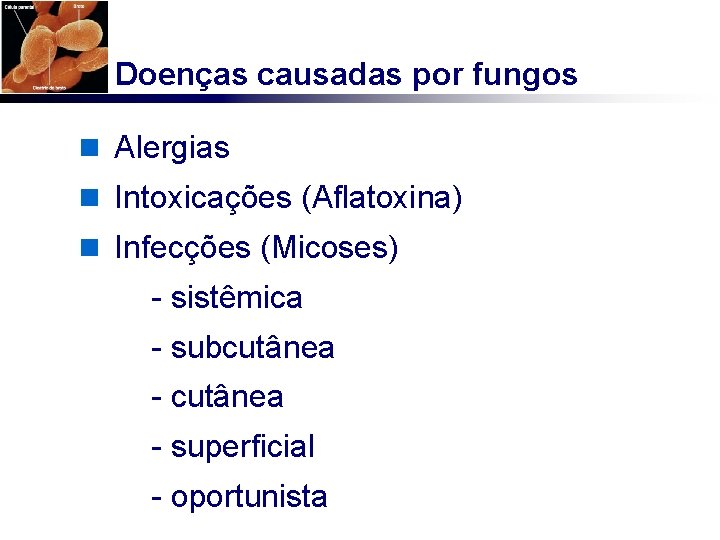 Doenças causadas por fungos n Alergias n Intoxicações (Aflatoxina) n Infecções (Micoses) - sistêmica