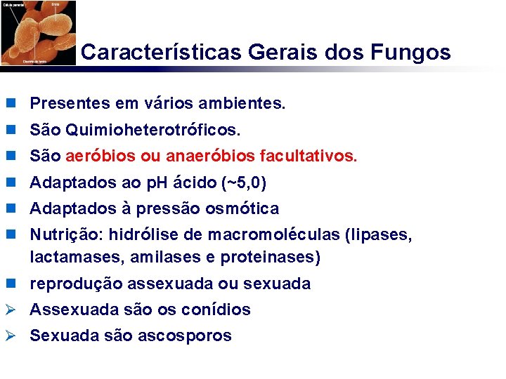 Características Gerais dos Fungos n Presentes em vários ambientes. n São Quimioheterotróficos. n São