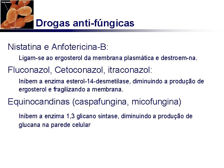 Drogas anti-fúngicas Nistatina e Anfotericina-B: Ligam-se ao ergosterol da membrana plasmática e destroem-na. Fluconazol,