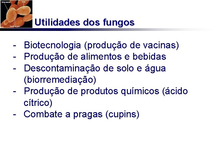 Utilidades dos fungos - Biotecnologia (produção de vacinas) - Produção de alimentos e bebidas