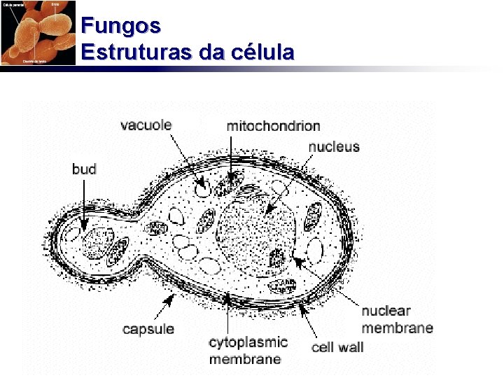 Fungos Estruturas da célula 