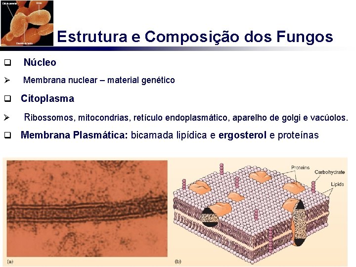 Estrutura e Composição dos Fungos q Núcleo Ø Membrana nuclear – material genético q